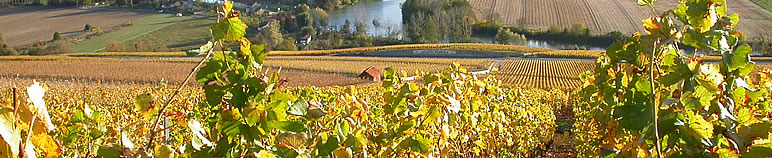 Vineyards overlooking the Marne valley near Hautvillers