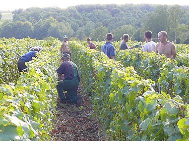 Vendanges dans les vignobles des Champagne Baron Fuent� � Charly sur Marne.  Cette r�gion peu connue produit un vin de Champagne de qualit�: des d�couvertes en perspective!